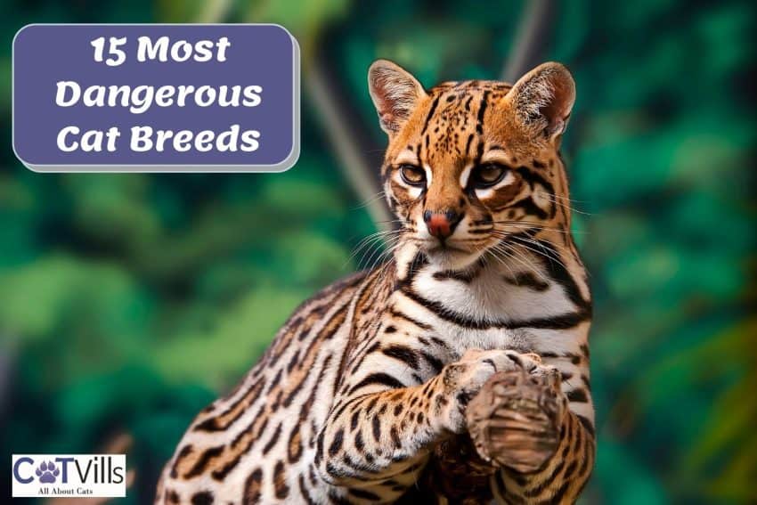 ocelot, one of the most dangerous cats