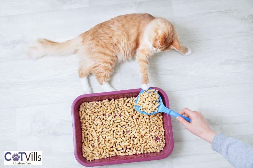 Where to Put a Litter Box: Best and Worst Spots 9 lady scooping her cat's litter