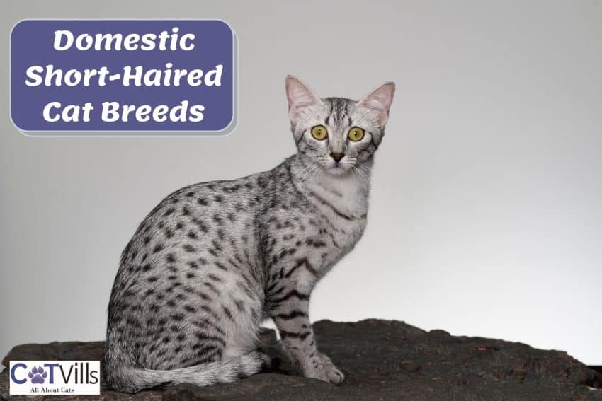 Egyptian mau (domestic short haired cat) looking shocked at the camera