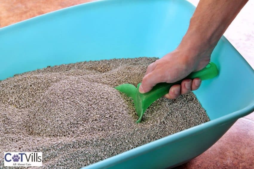 Clumping vs Non-clumping Litter: Which is Best for Your Cat? 2 scooping cat litter