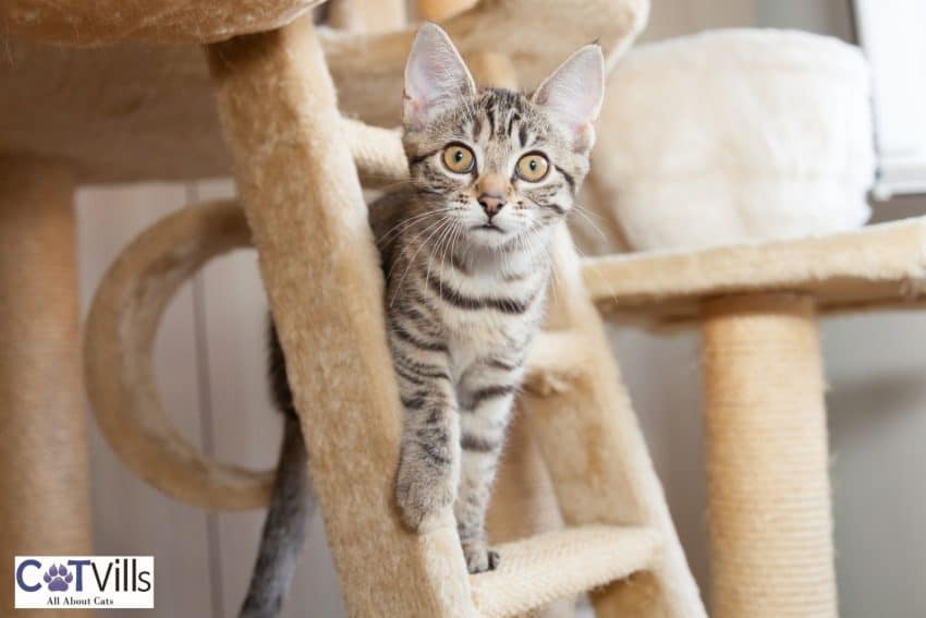 tiger cat climbing on the ladder of his cat tree