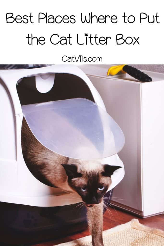 Where to Put a Litter Box: Best and Worst Spots 11 siamese cat getting out of the litter box
