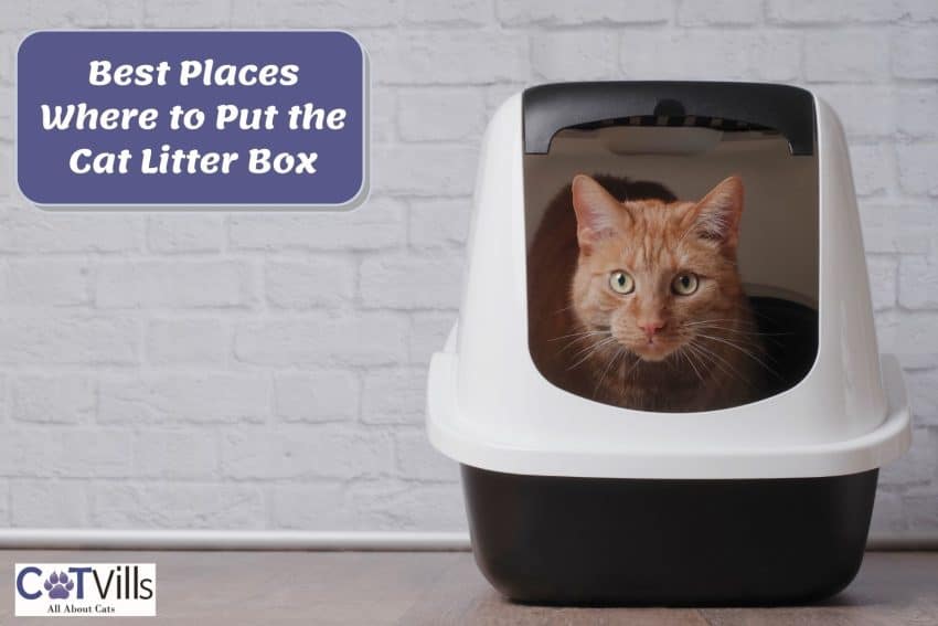 cat inside a litter box but where to put the cat litter box without making a mess?