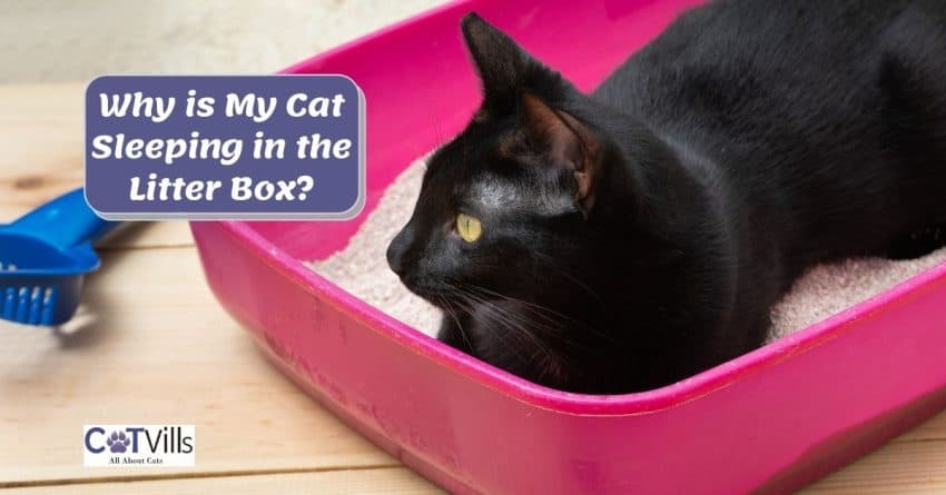 black cat sitting on the litter box