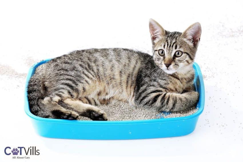 cat lying on the dirty litter box