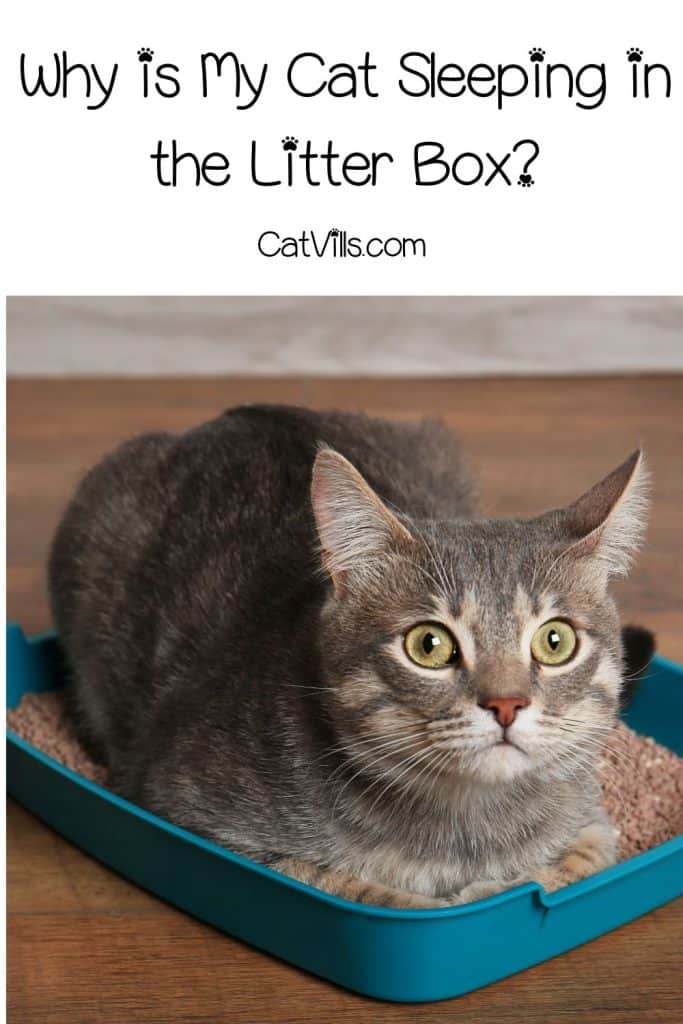 kitten staying on the litter box