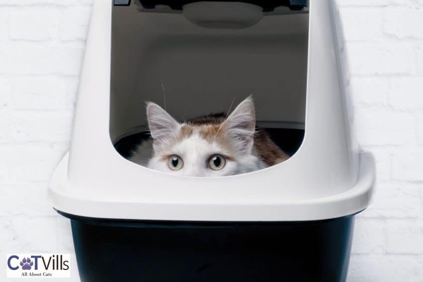 Where to Put a Litter Box: Best and Worst Spots 4 cat inside a high side litter box