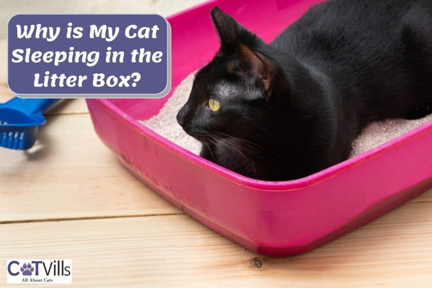 black kitty sitting on the litter box but why is my cat sleeping in the litter box?
