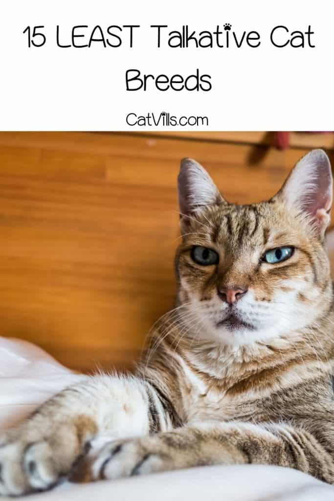 15 Quiet Cat Breeds For Harmony at Home 19 cat with blue eyes posing on a bed