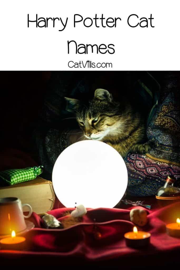 200 Magical Harry Potter Cat Names for Your Majestic Kitties 4 Cat staring into a magicians bowl under title Harry Potter Cat Names