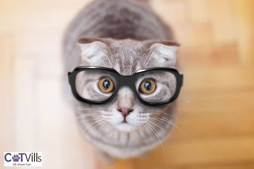 200 Magical Harry Potter Cat Names for Your Majestic Kitties 2 harry potter cat names for females