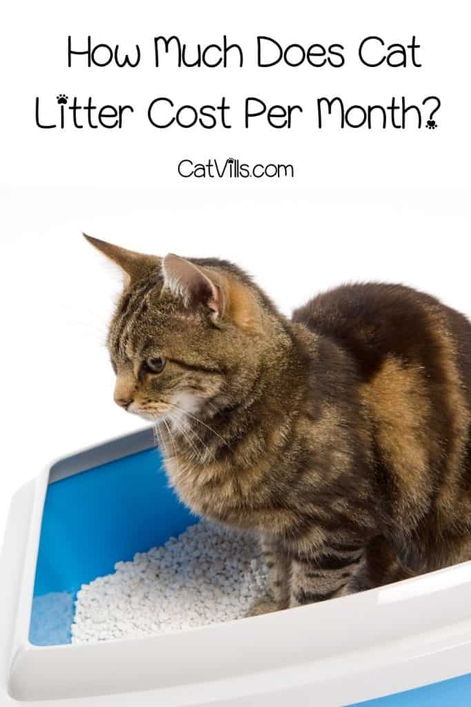 How Much Does Cat Litter Cost? A Complete Guide 8 how much does cat litter cost per month