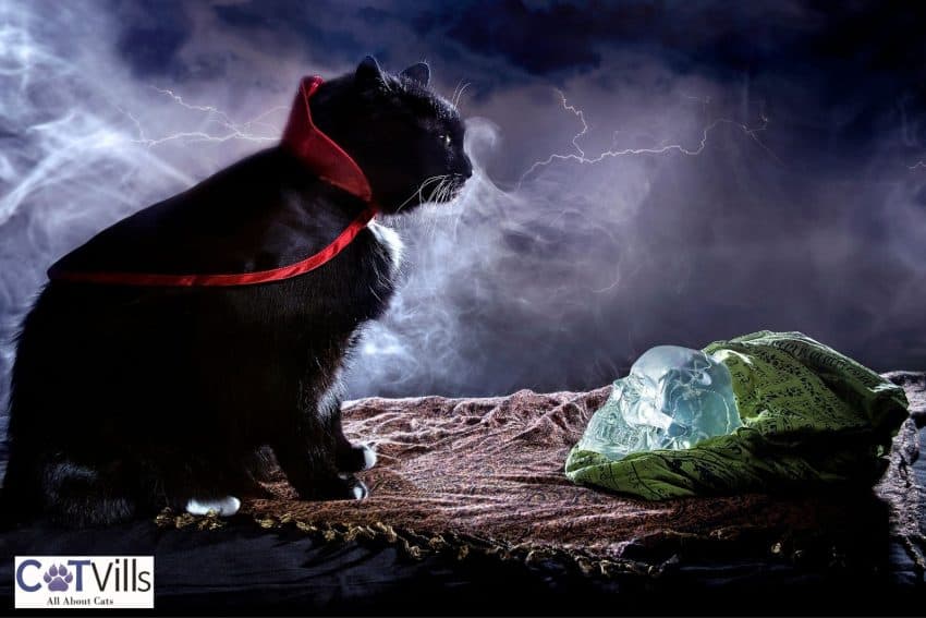 200 Magical Harry Potter Cat Names for Your Majestic Kitties 3 harry potter cat names for males