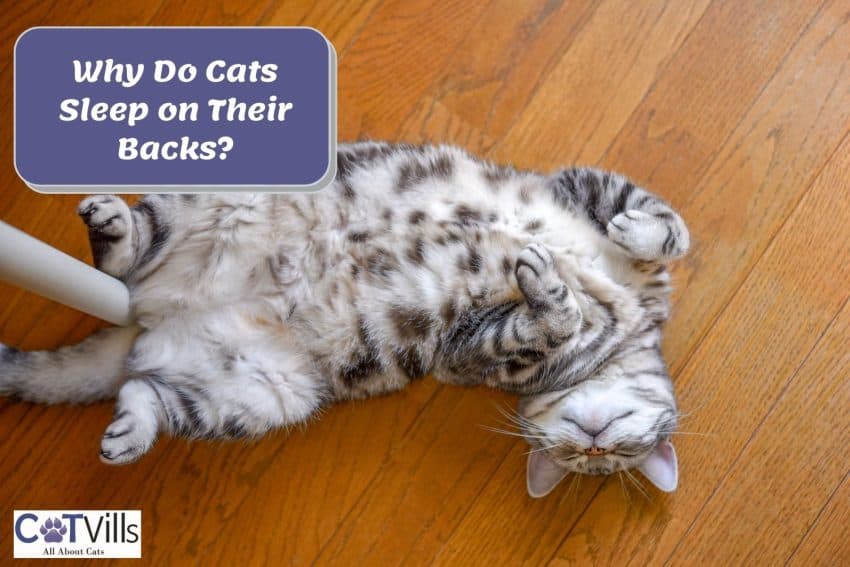 A cute striped cat lying on its back