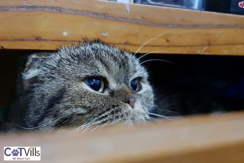 15 Quiet Cat Breeds For Harmony at Home 1 quiet cat breeds