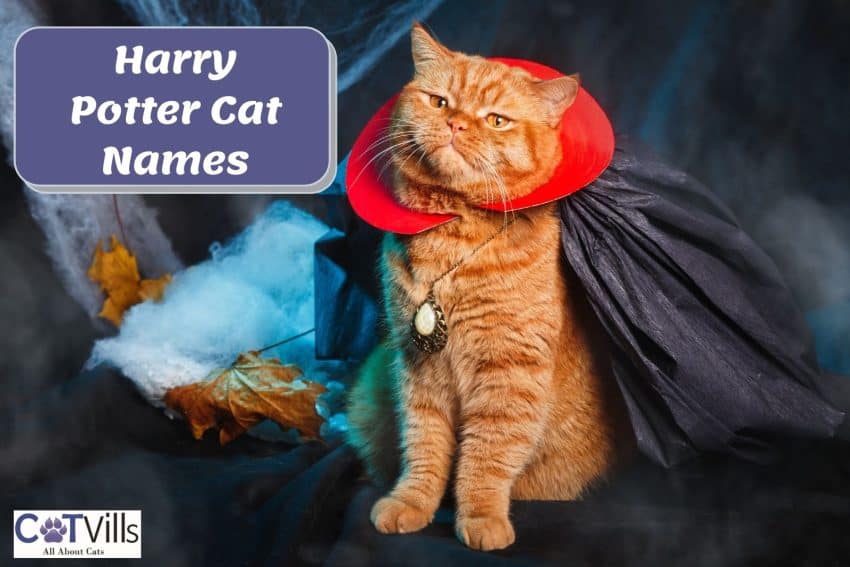 200 Magical Harry Potter Cat Names for Your Majestic Kitties 1 ginger cat wearing a cape beside harry potter cat names poster