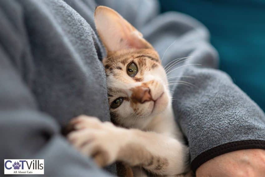 cute kitty hugging his owner