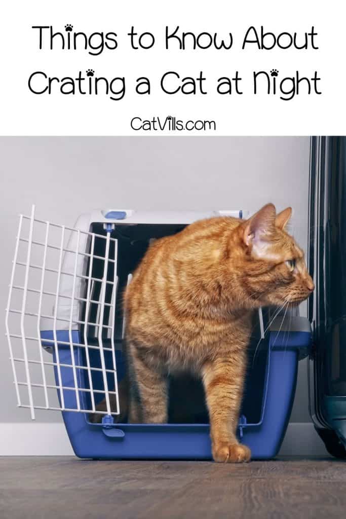 Crating a Cat at Night: 16 Pros and Cons You Need to Know 9 orange cat getting outside the crate