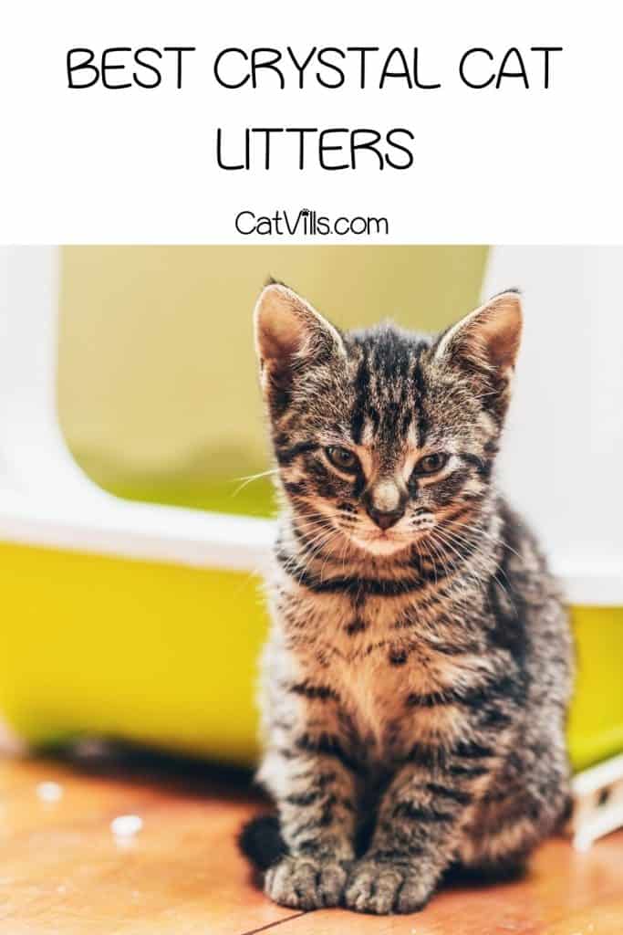 9 Best Crystal Cat Litters on the Market 7 Cute kitten in front of a green litter box with crystals on the floor under title best crystal cat litters