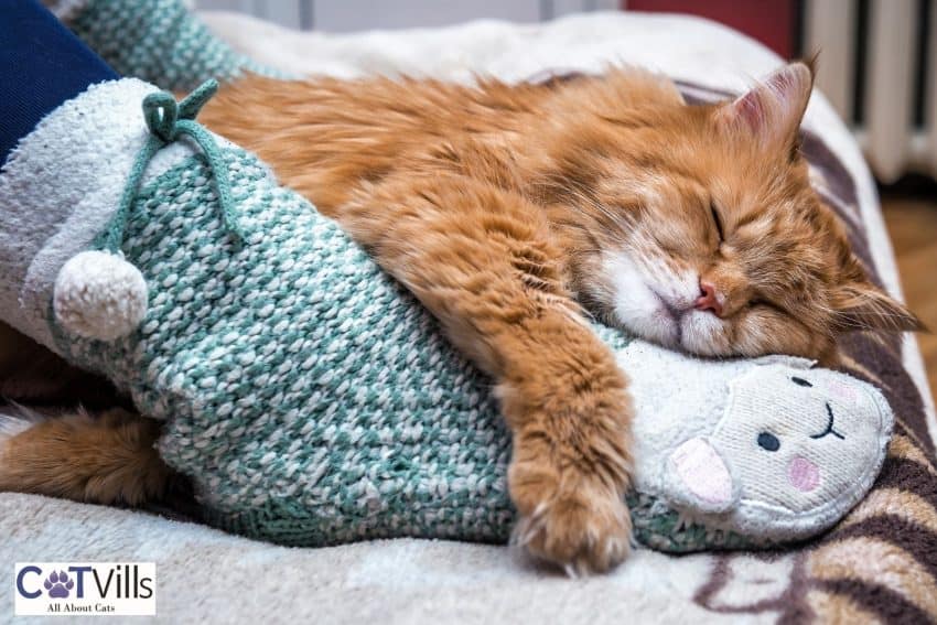 cat sleeping between his owner's feet