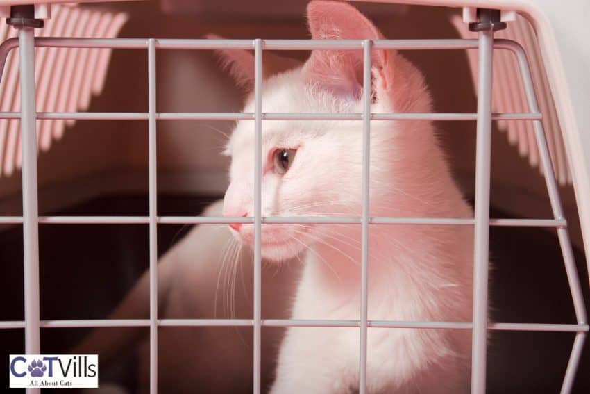 Crating a Cat at Night: 16 Pros and Cons You Need to Know 2 a cute kitten inside a crate