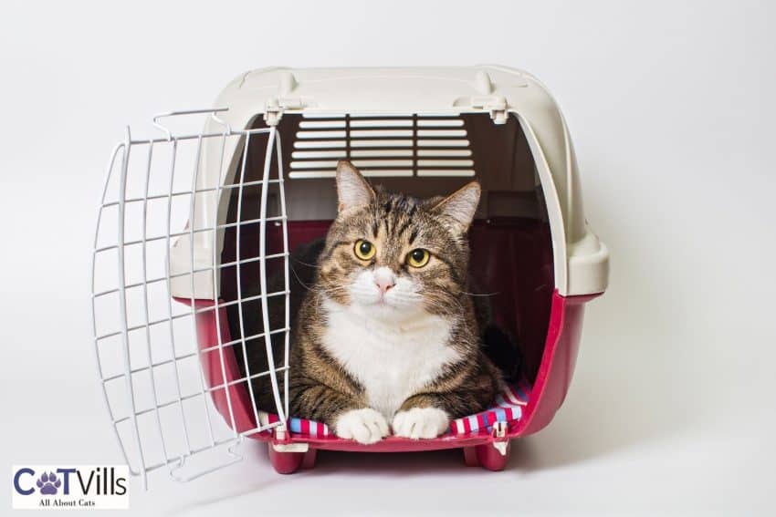 Crating a Cat at Night: 16 Pros and Cons You Need to Know 7 large adult cat inside a red crate