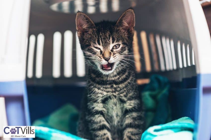 Crating a Cat at Night: 16 Pros and Cons You Need to Know 6 kitten inside a crate with blanket