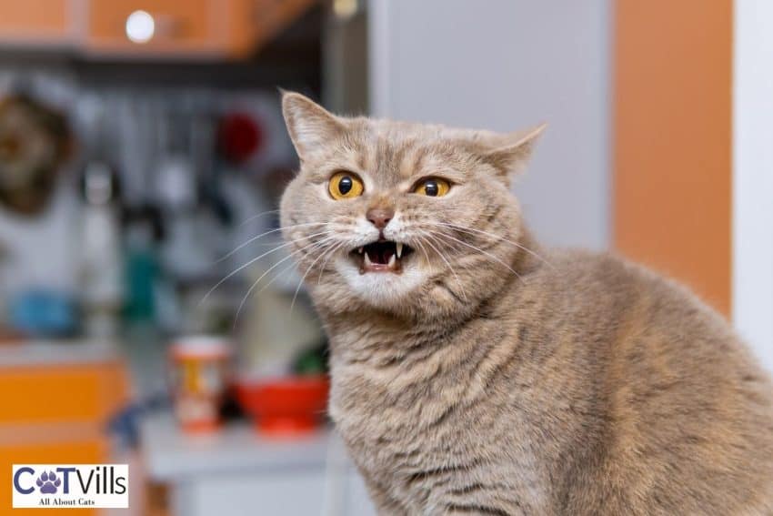 Crating a Cat at Night: 16 Pros and Cons You Need to Know 8 fluffy cat meowing