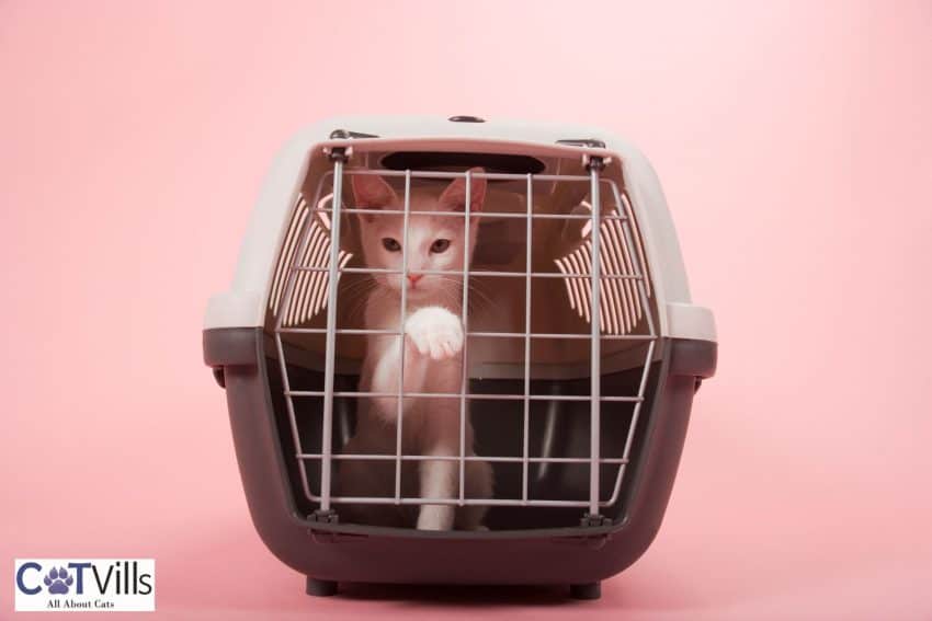 Crating a Cat at Night: 16 Pros and Cons You Need to Know 1 kitten inside a small crate