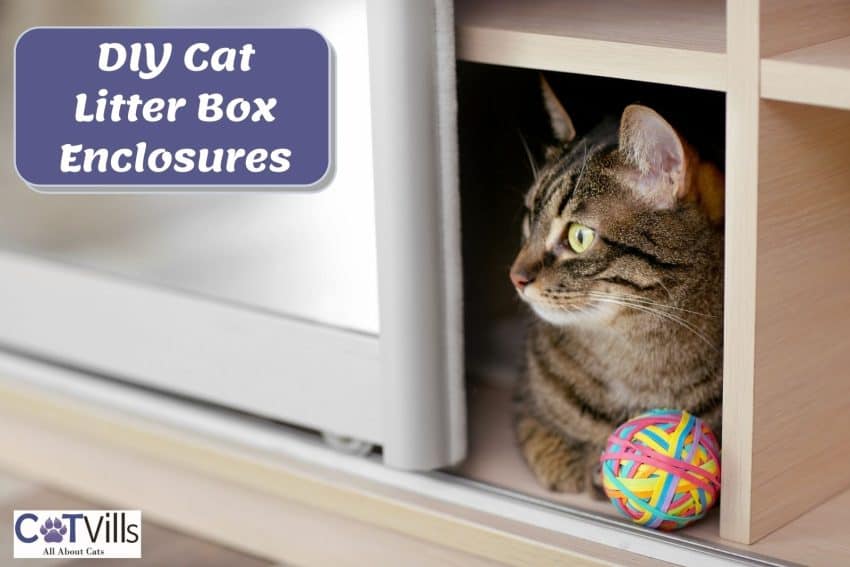 kitty playing inside the DIY Cat Litter Box Enclosures