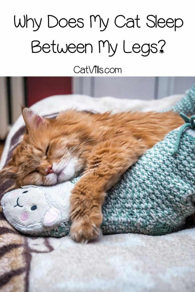 cat sleeping between feet