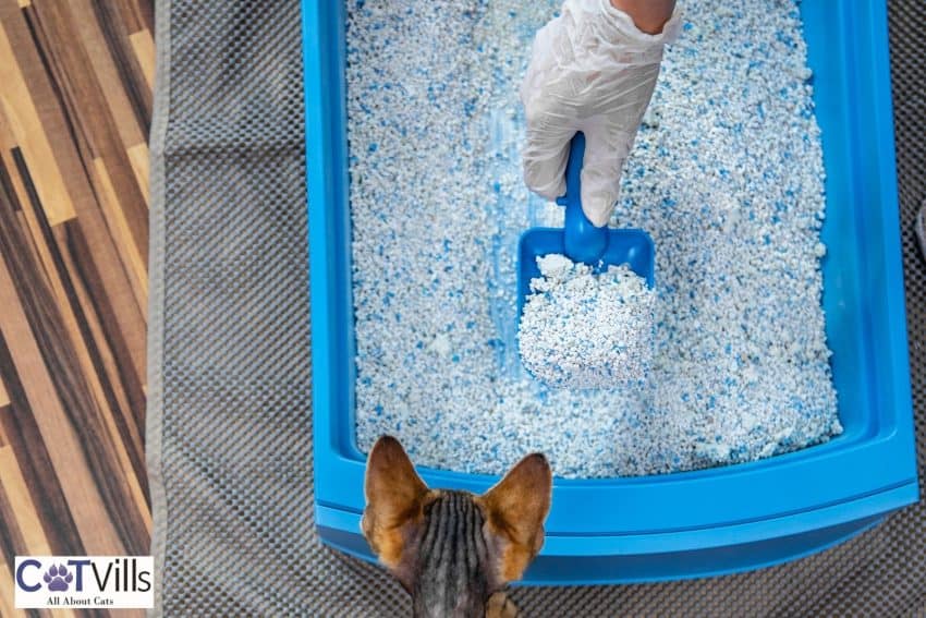 Clumping vs Non-clumping Litter: Which is Best for Your Cat? 1 cat owner scooping the cat litter while the cat watches