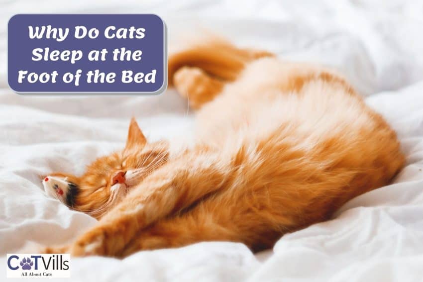 ginger cat sleeping at the foot of bed