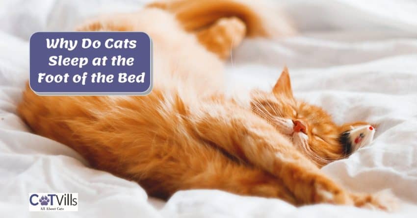 kitten sleeping at the foot of bed