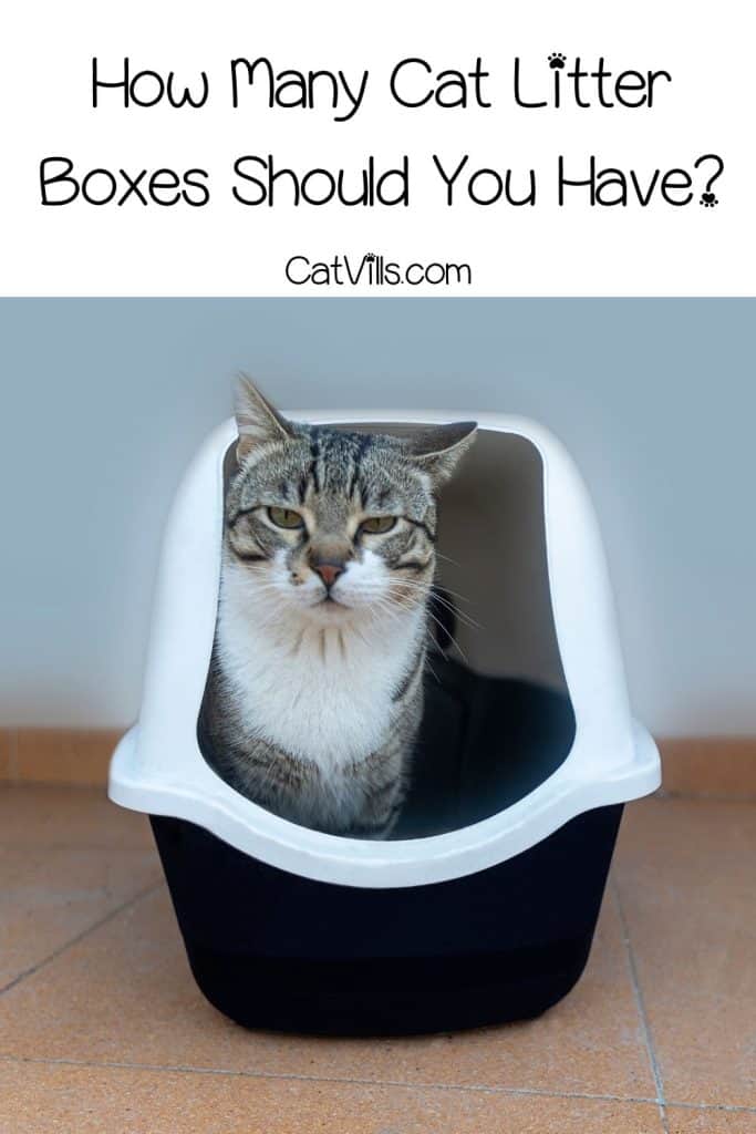 adult cat inside a high side litter box