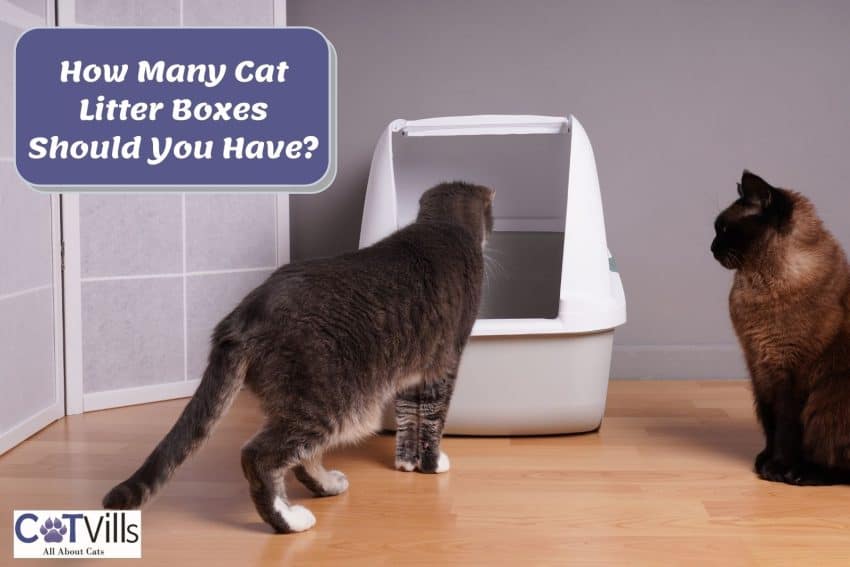 two cats beside a cat litter box but how many litter boxes should you have at home?
