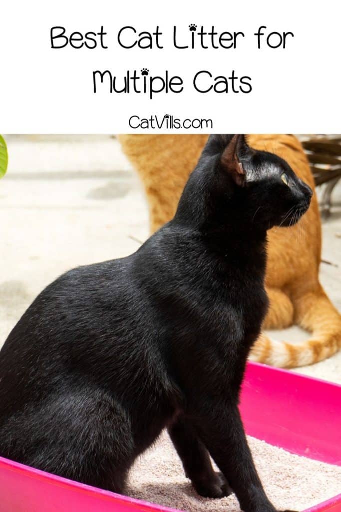 A BLACK AND GINGER CAT NEXT TO A PINK LITTER BOX UNDER TITLE Best Cat Litter for Multiple Cats