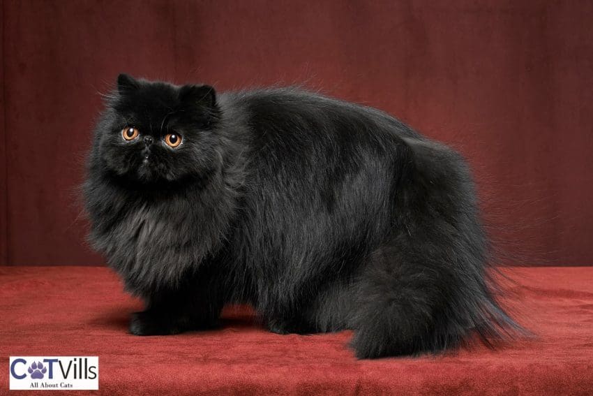 340+ Unique Black Cat Names That Will Suit Your Stealthy Companion 9 black persian cat