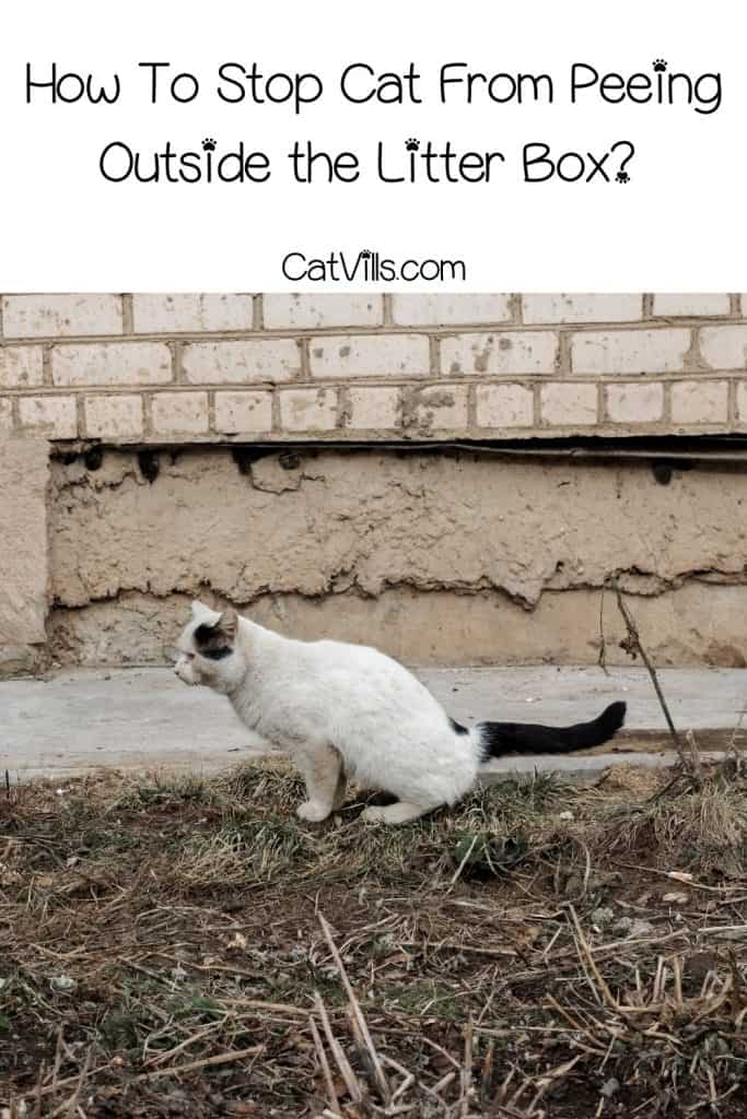 How To Stop Cat From Peeing Outside the Litter Box