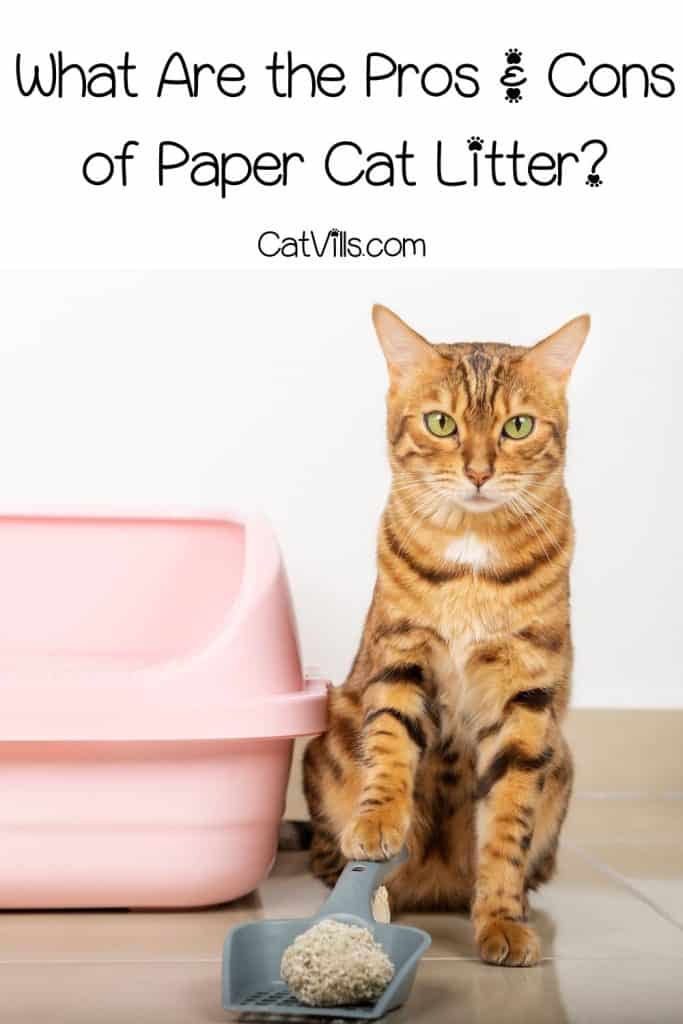 Paper Cat Litter: Gentle on Paws, Gentle on the Environment 7 bengal cat holding a scooper with clumped litter