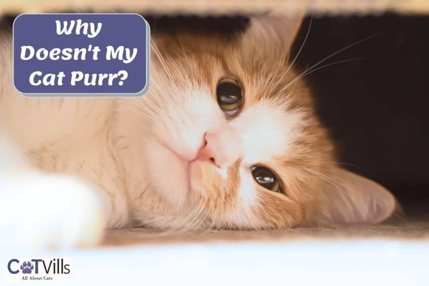 Why Doesn't My Cat Purr