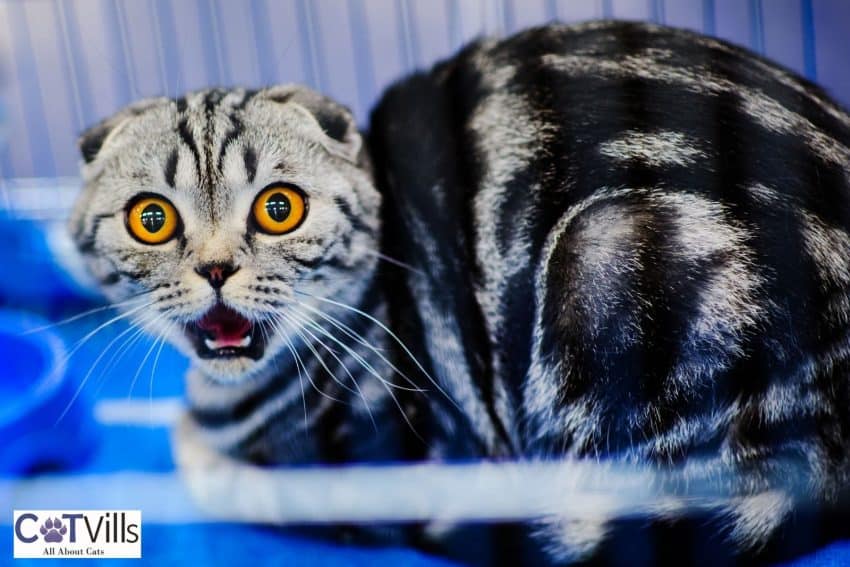 a cat being startled