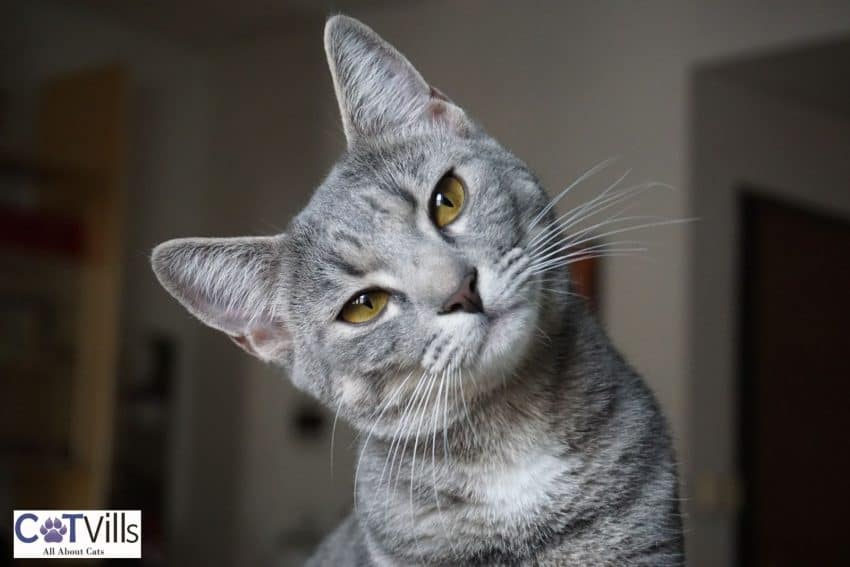 cat looking through you