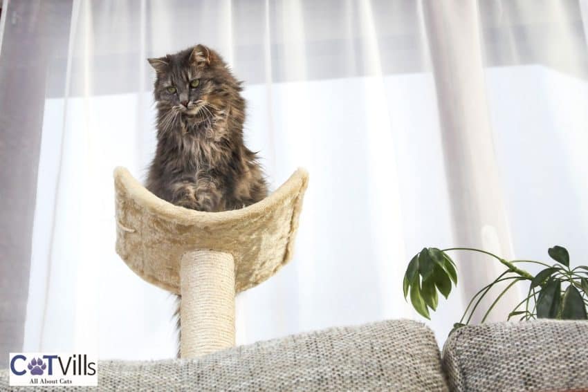 cat standing on a cat tree