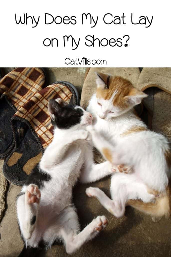 Why Does My Cat Lay on My Shoes? 4 reasons 7 kittens laying on the shoes while playing