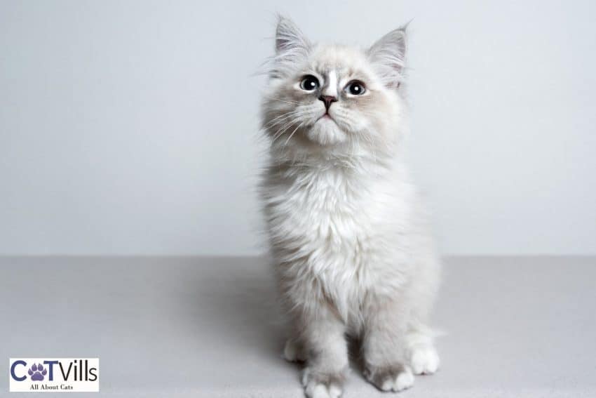 cute cat staring at the lady