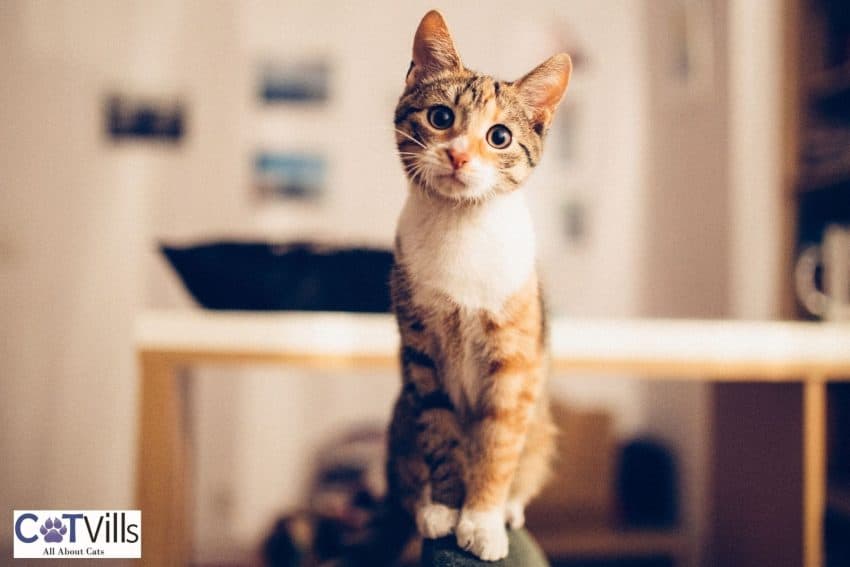 cute cat staring at the camera