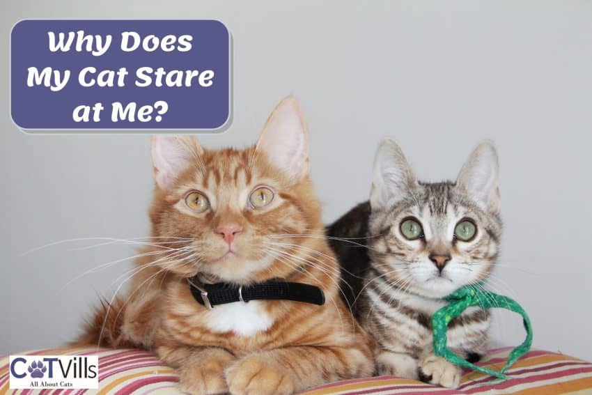 two cats sitting beside each other