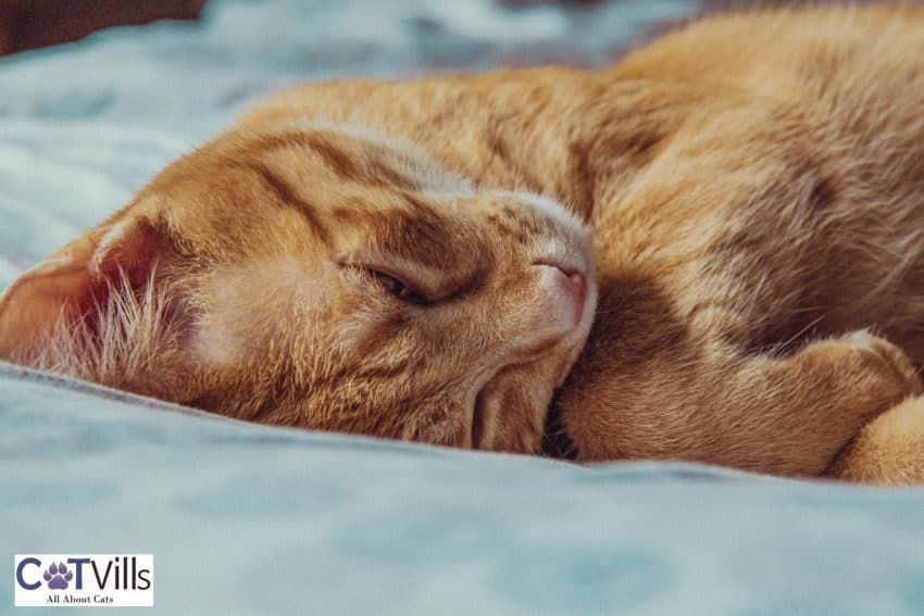 cat deep sleeping