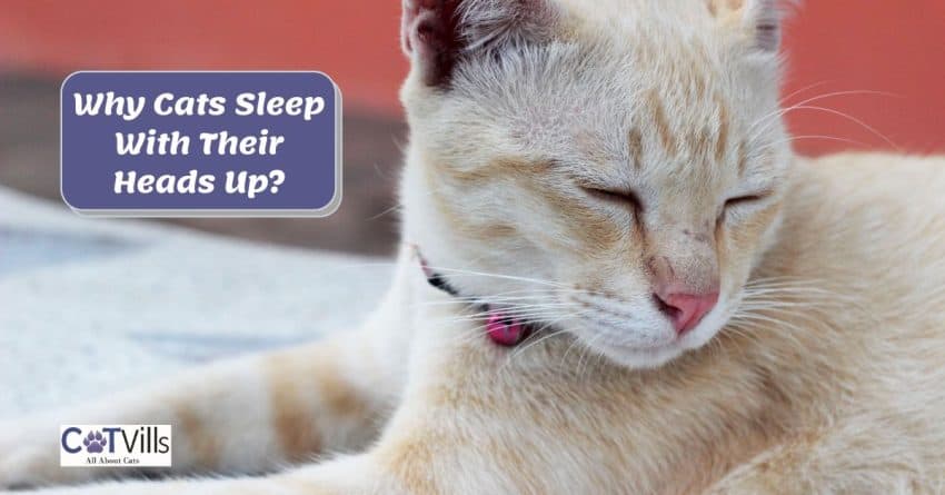ginger cat napping